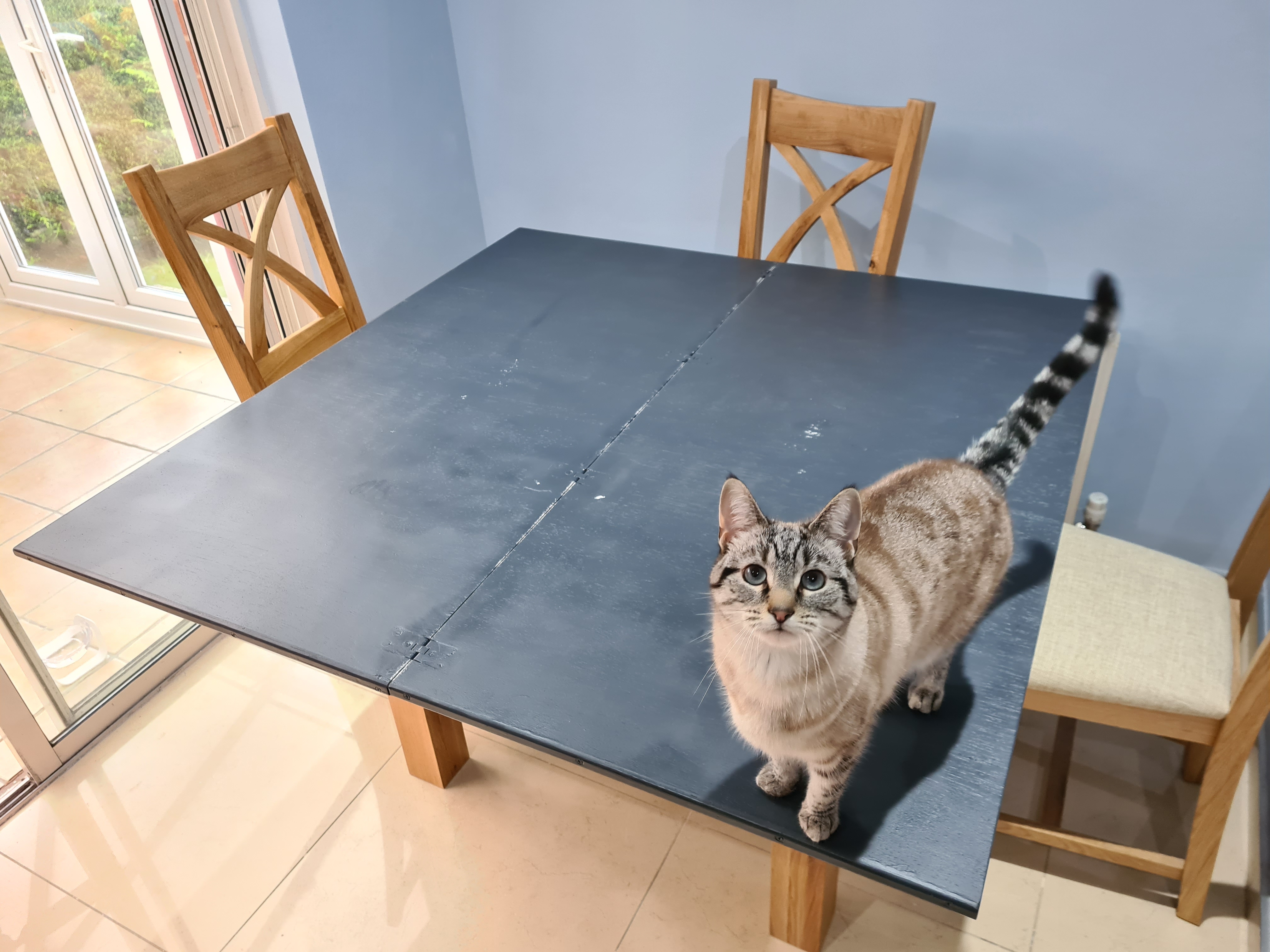 Final board with cat